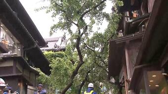 【速報】京都・清水寺近くの産寧坂で桜の木が倒れる　60代くらいの男性が下敷きになりケガ|TBS NEWS DIG