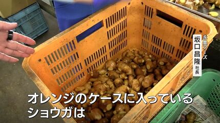 捨てられていた規格外のショウガがワインに？ 津山市の会社が
