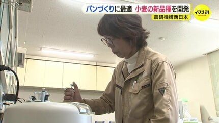 新品種の小麦「せとのほほえみ」開発 製パン性優れ病気強い 農研機構