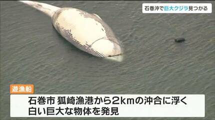 体長6メートルのミンククジラで死んだ状態」定置網にクジラ引っかかる