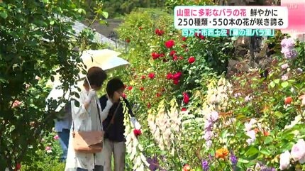 山里に多彩なバラの花 賑やかに250種類・550本の花が咲き誇る 四万十市