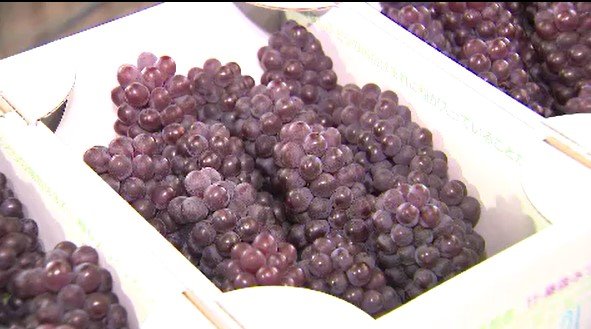 甘みがあって、色づきもよい…ハウスで育てたブドウの出荷始まる…デラウエア約170キロ…長野・松本市【中東情勢影響】「灯油の値上がりで…」　|　SBC NEWS | 長野のニュース | SBC信越放送