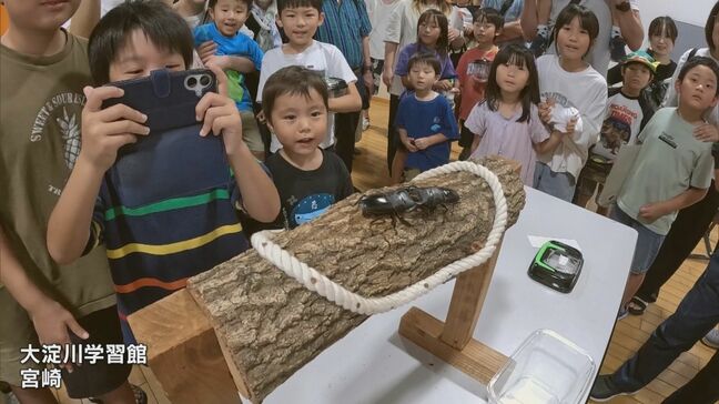 熱戦！宮崎市でクワガタムシのすもう大会|TBS NEWS DIG