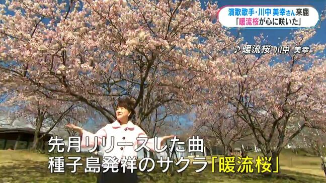 川中美幸さんの新曲は種子島発祥の品種「暖流桜」作詞は鹿児島出身　ふるさと思い|TBS NEWS DIG