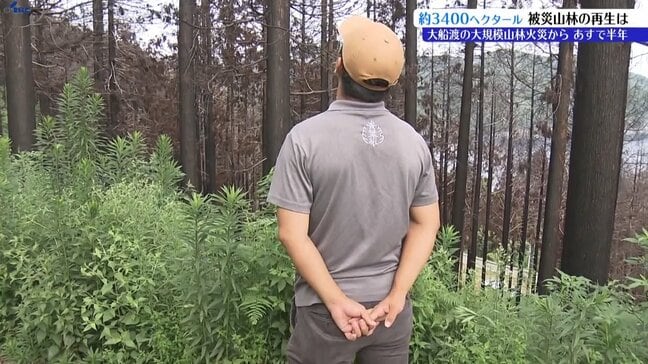 大船渡山林火災発生から半年 約3400ヘクタールの被災した山林の再生に向けて 岩手|TBS NEWS DIG