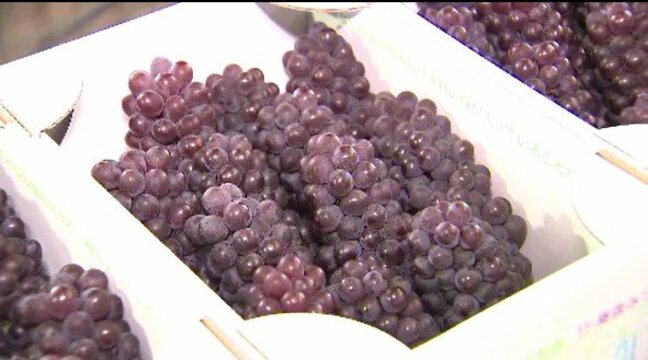 甘みがあって、色づきもよい…ハウスで育てたブドウの出荷始まる…デラウエア約170キロ…長野・松本市【中東情勢影響】「灯油の値上がりで…」|TBS NEWS DIG