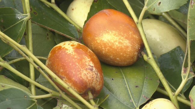 秋の味覚「ナツメ」の収獲始まる　甘露煮の食材として人気　岐阜・高山市|TBS NEWS DIG
