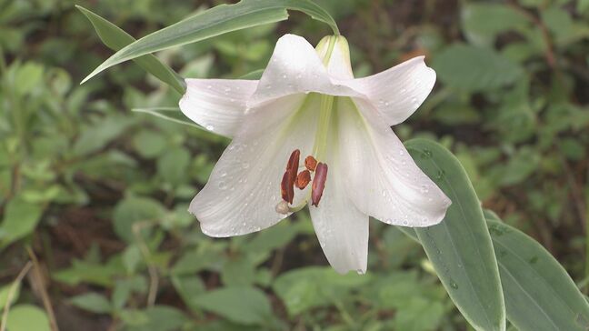 西日本屈指の自生地ササユリの花見会　山口県岩国市|TBS NEWS DIG