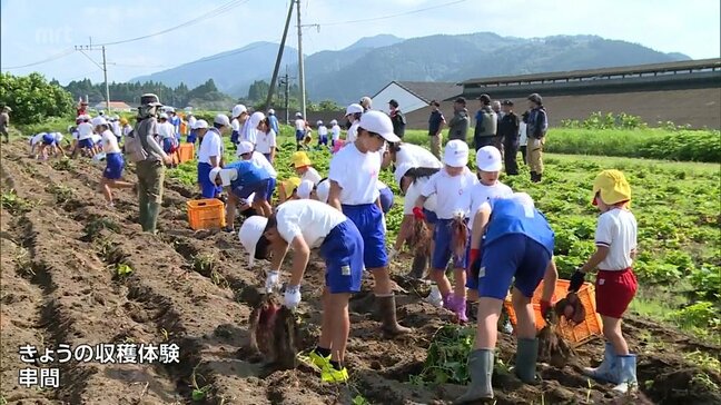 かんしょ生産盛んな串間市　地元の小学生が収穫体験|TBS NEWS DIG