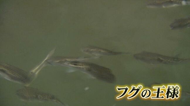 AIで育てる「氷見トラフグ」山あいのハイテク陸上養殖で新ブランド誕生へ 富山・氷見市|TBS NEWS DIG