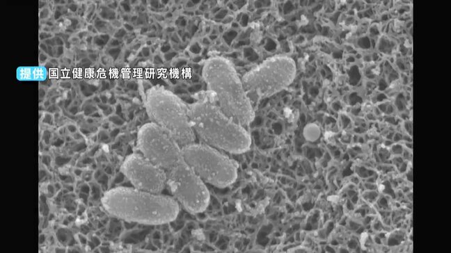 県内でも患者が急増　全国で過去最多の感染者数を更新している「百日せき」に注意　ワクチンを過信せず感染対策を【岡山】|TBS NEWS DIG