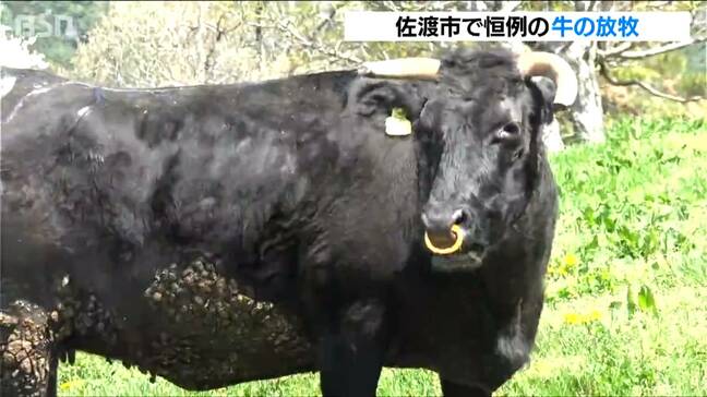 「新鮮な牧草を食べ秋までのびのび過ごしブランド牛に」佐渡で牛の放牧始まる|TBS NEWS DIG