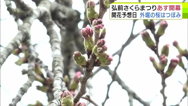 外堀のサクラの開花は持ち越し…　それでも園内は“祭りムード”高まる　いよいよ16日に開幕の「弘前さくらまつり」　準備は大詰め！|TBS NEWS DIG