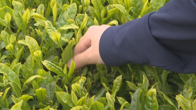 「家族団らんで飲んで」産地で恒例の「お茶まつり」 |TBS NEWS DIG