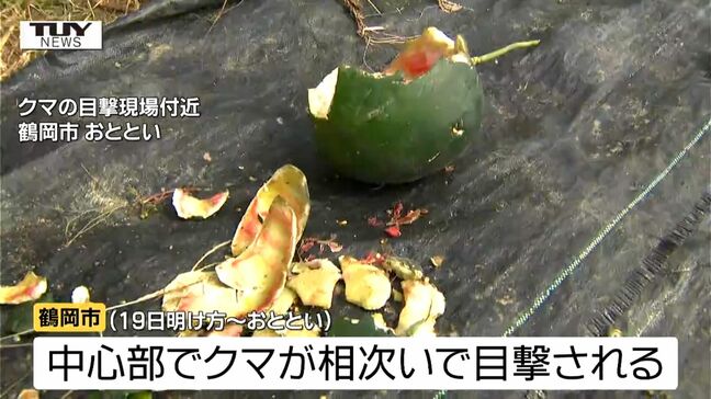 付近には約17センチの足跡が...鶴岡市の田園地帯でクマの食害相次ぐ　19日から市街地に出没のクマと同じ個体か…（山形）|TBS NEWS DIG