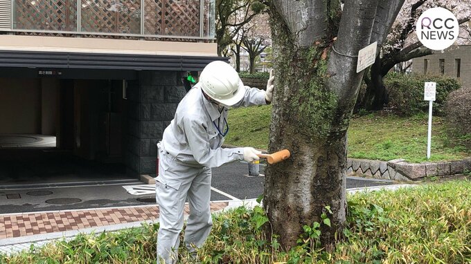 高さ16mの街路樹倒れ 車を直撃で…　平和大通りの樹木 一斉点検始まる　|　RCC NEWS | 広島ニュース | RCC中国放送