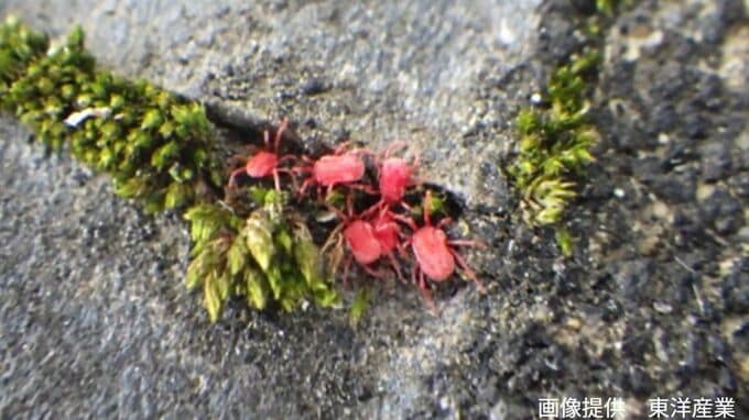 【コンクリートにわらわら】目を凝らすとあちこちにいる「すごく小さな赤い生き物」【2026年も始動】【前編】|TBS NEWS DIG