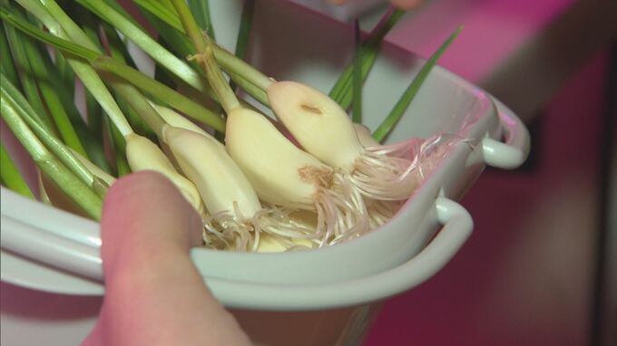「翌日のにおいがほとんど数値としても残っていない状態」臭くない！？ニンニク栽培で…空き家を利活用＋障害者雇用促進　|　BSSニュース | BSS山陰放送