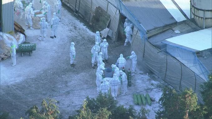 ニワトリ約３万羽の殺処分始まる　佐賀・武雄市で初の鳥インフルエンザ　|　福岡のニュース｜RKB NEWS｜RKB毎日放送