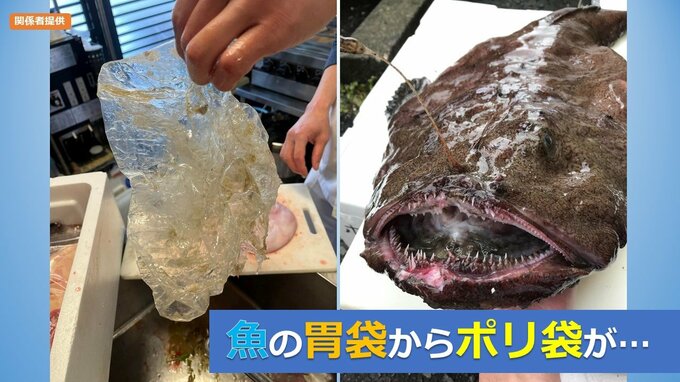 「こんな宝物はいらない…」「これがリアル」“魚の胃袋”から小さなサッカーボールほどの塊の“ポリ袋”が…　海に流れ出す陸のごみの現実|TBS NEWS DIG