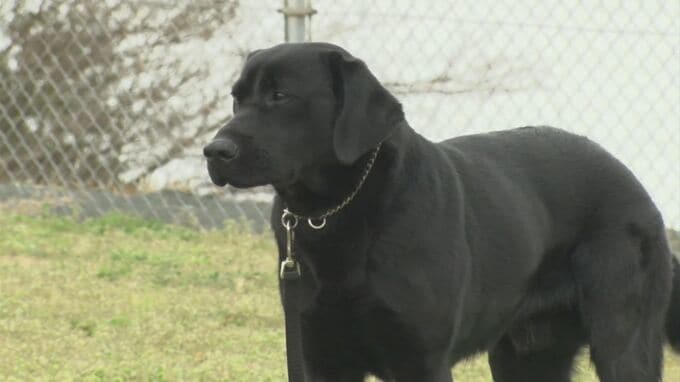 “シェパード”だけじゃない…17代目にして島根初「ラブラドールレトリバー」の直轄警察犬誕生　生後11か月・オスの「テン」、特技は？　|　BSSニュース | BSS山陰放送