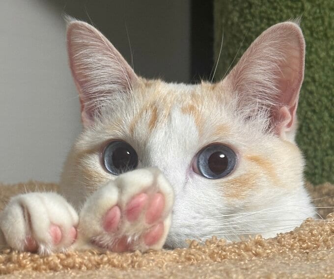 「猫も人も救いたい…」猫の死因トップ “腎臓病"の新たな治療薬 農水省へ承認申請「単に寿命を延ばすのではなく元気で長生きできるように」開発者が“徹夜”で急いだ理由とは|TBS NEWS DIG