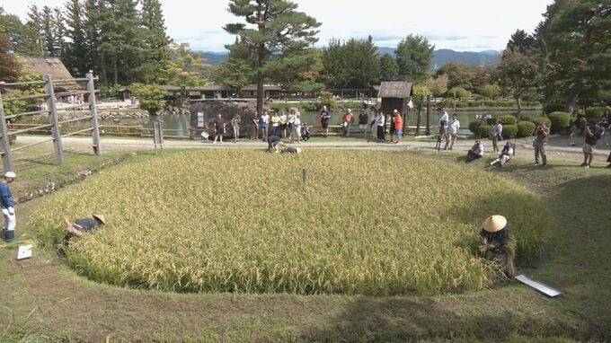 丸いかたちの「車田」で稲刈り 岐阜・高山市|TBS NEWS DIG