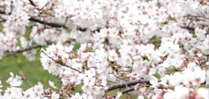さくらの満開を観測＝静岡地方気象台|TBS NEWS DIG