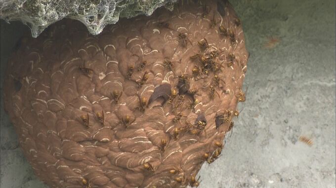 凶暴化するスズメバチ　ことしの相談件数は東海3県で1.5倍　こんな場所にハチの巣が？地面を踏むだけで威嚇してくる場合も|TBS NEWS DIG