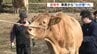 おかえり！阿蘇の草原に放牧された牛たちが帰路へ　飼育コスト安定、牛の体力向上『熊本型放牧』　|　熊本のニュース｜RKK NEWS｜RKK熊本放送