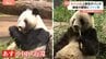 「楽しい“パン生”を送って」双子パンダ「シャオシャオ」「レイレイ」中国へ 最後の観覧に別れ惜しむファンは涙|TBS NEWS DIG