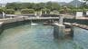「魚がいなくなってしまった」記録的大雨で養殖アユ約5万匹流される　|　山口のニュース・天気・防災｜tys NEWS｜ｔｙｓテレビ山口