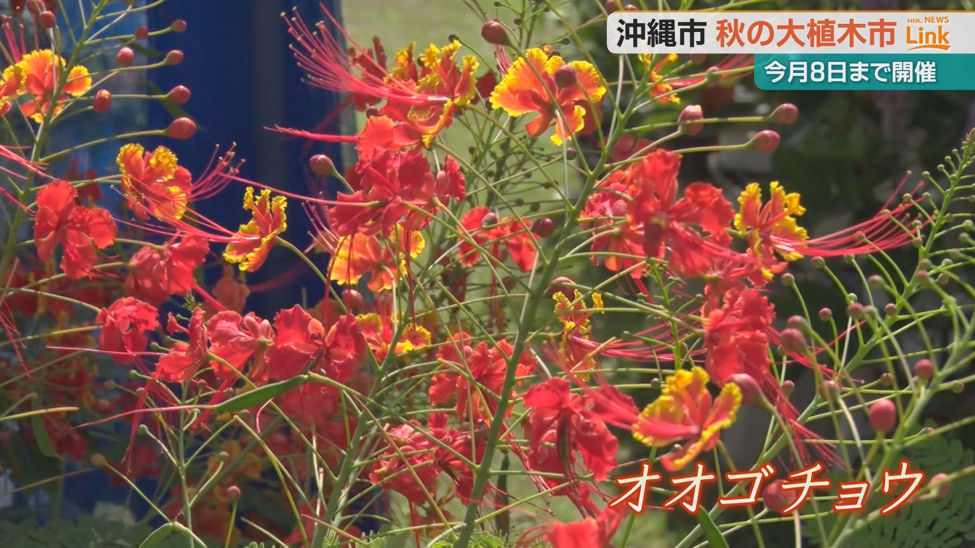 果樹の苗木や造園用の庭木などを安く販売 秋の大植木市に園芸ファンら