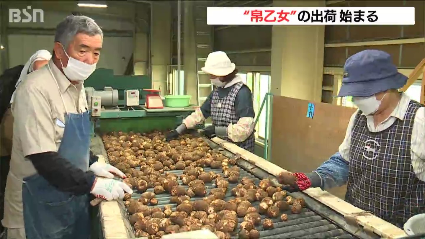 ブランド サトイモ 帛乙女 きぬおとめ の出荷始まる 新潟 五泉市 Bsn News Bsn新潟放送 フォトギャラリー