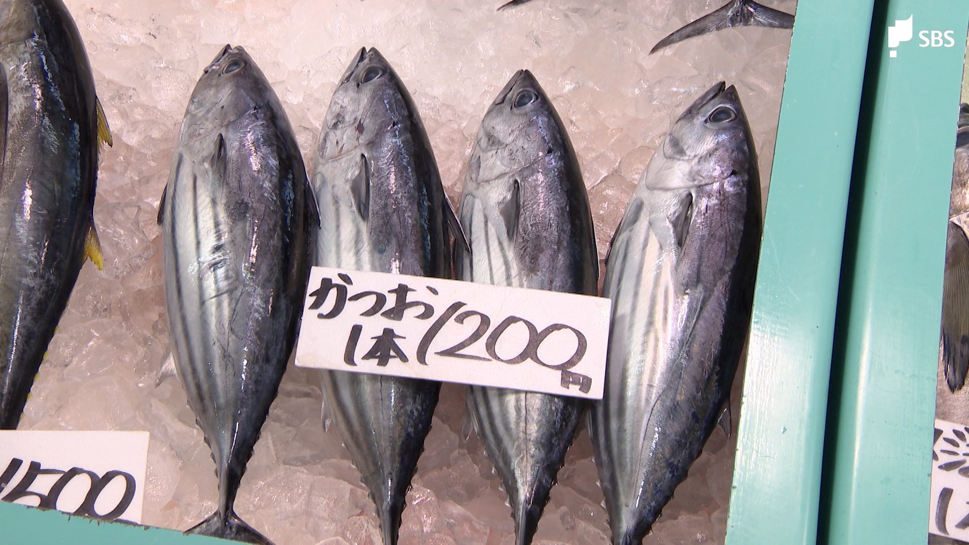 例年より安いね」初ガツオ 理由は…“小ぶり” 2～3割お値打ちに＝静岡