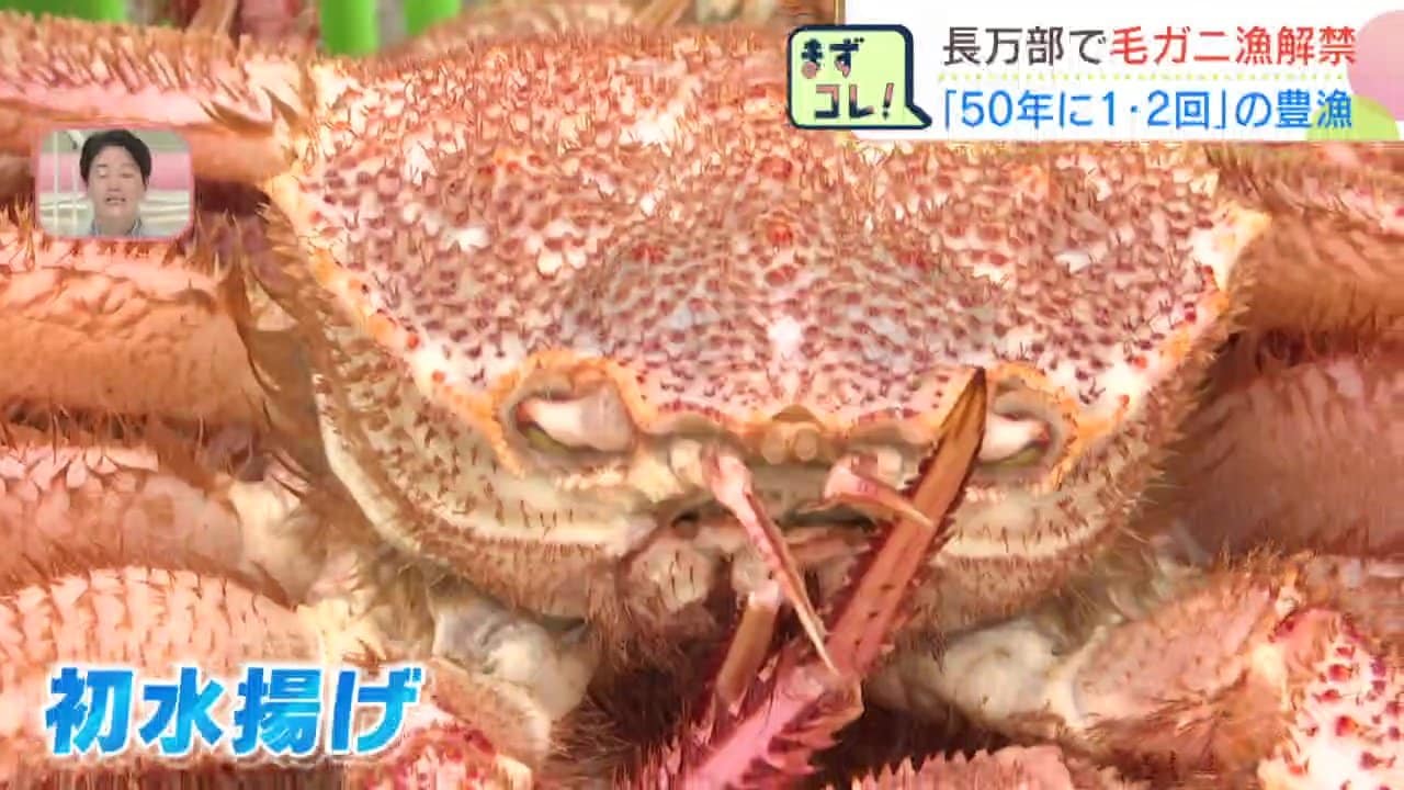 50年で1、2回あるかどうか」長万部町で毛ガニ漁解禁 初日から1.7トン