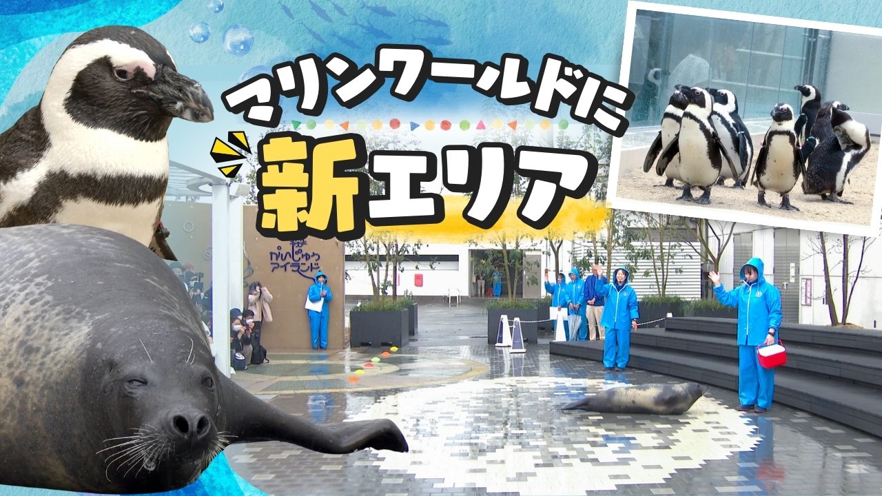 アザラシやペンギンが間近に 「マリンワールド海の中道」新エリア
