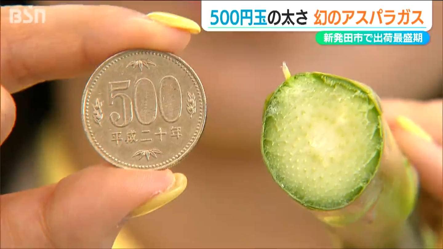 茎の直径2.5センチ、重さは70グラム、一本390円 新発田市で生産される