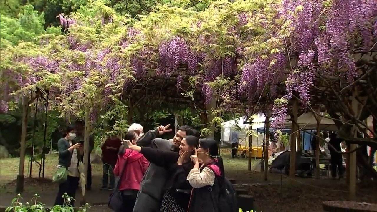 宮崎神宮 フジの花が見ごろ | TBS NEWS DIG
