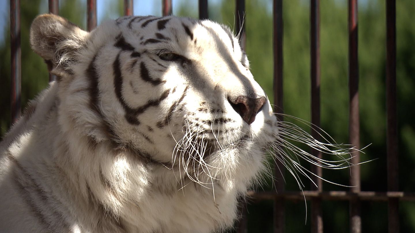 池田動物園のホワイトタイガー「サンちゃん」が16日に13歳の誕生日