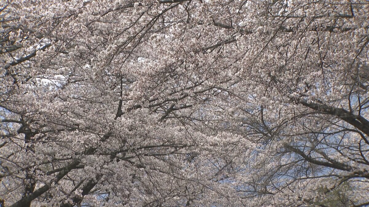 50本のソメイヨシノが満開となる「蕪の桜並木」 甲斐駒ヶ岳など県内の