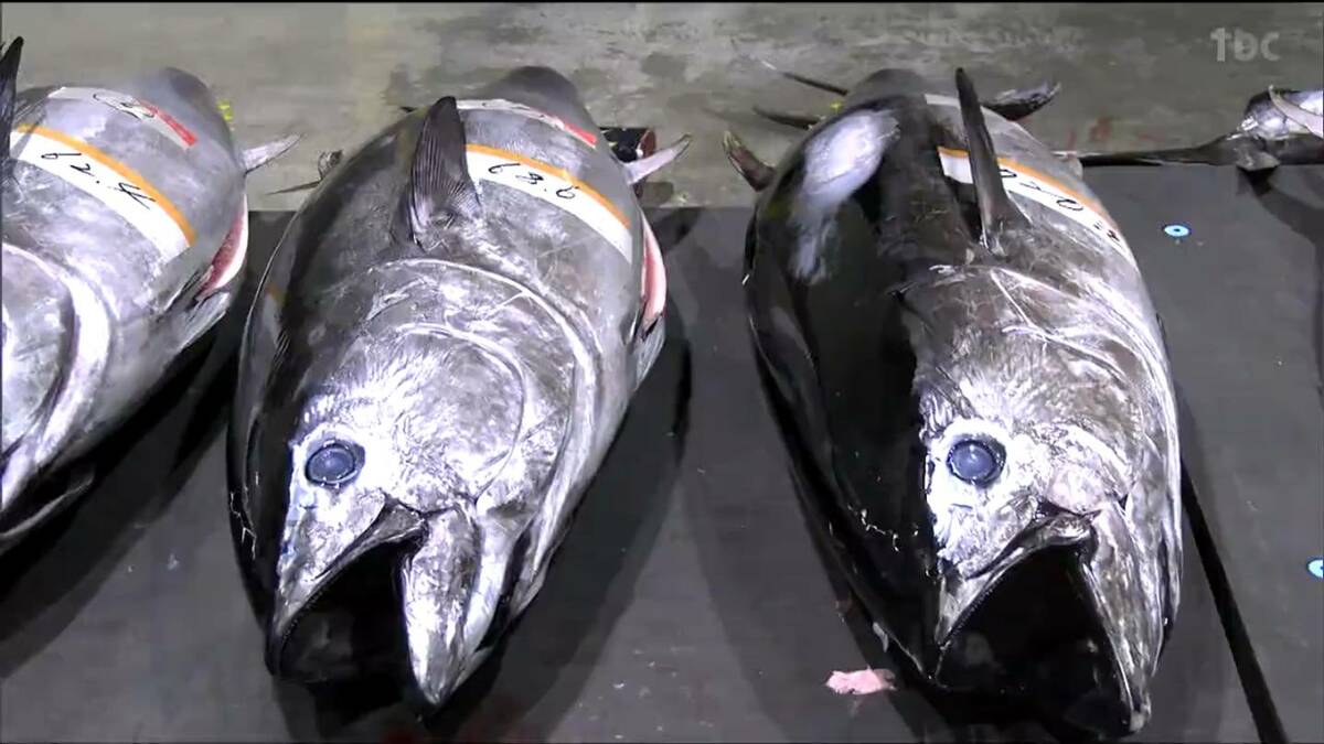 気仙沼市魚市場で初売り 2026年は水揚げ額200億円目指す 宮城 | 宮城の