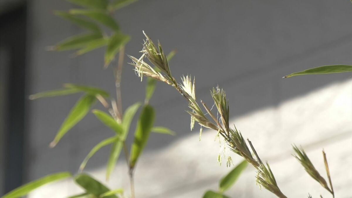 開花は「120年に一回」とも… 貴重な「黒竹の花」、家で咲いた | TBS NEWS DIG