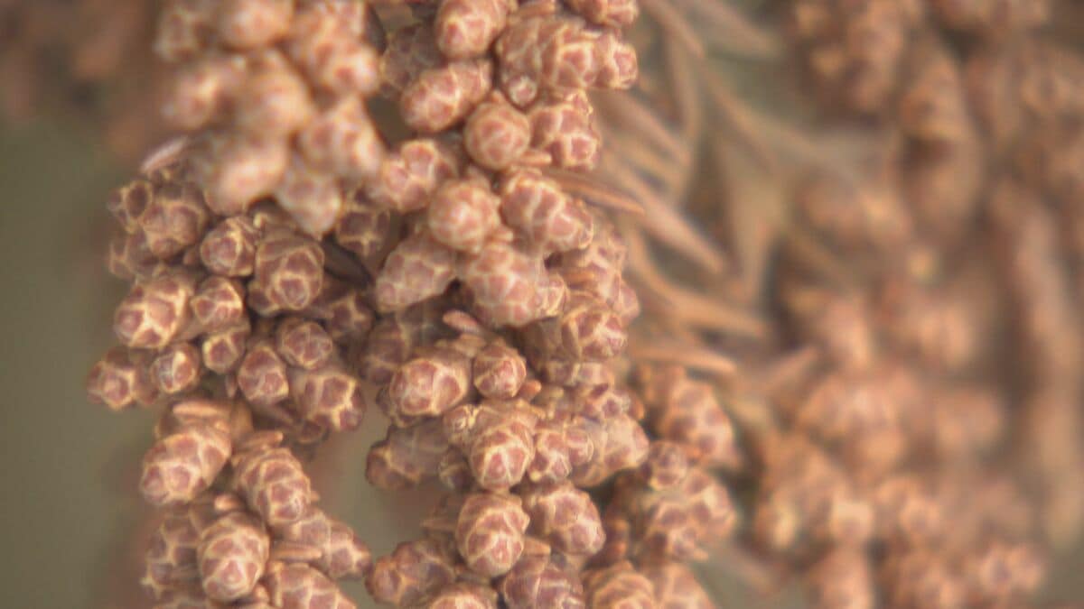 【花粉】東海は平年比の約1.3倍予想 ｢間もなく飛び始めますね、これ…｣  花粉を飛ばす“雄花”は黄色く大きくなっていた
