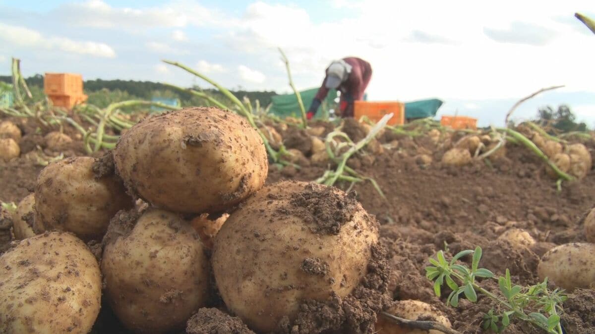 新じゃがいもの収穫がピーク　国頭村