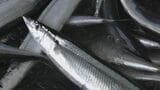 今季のサンマ漁は2025年の水準を下回るとの予報　魚体も小ぶりのものが多くなる見込み　水産研究・教育機構が発表　岩手　|　IBC NEWS | IBC岩手放送