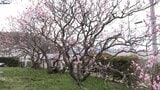 津波も乗り越えた岩手・山田町の「臥竜梅」 花の見ごろに 県指定天然記念物|TBS NEWS DIG