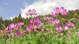 山里を彩るレンゲソウの花 日南市の坂元棚田で見ごろ | MRTニュース | MRT宮崎放送