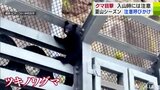「まじかよ…クマ…母グマは…？」ツキノワグマの子どもか　車に驚いた様子で設備をよじ登り…　止まらない『クマの目撃情報』　　|　青森のニュース│ATV NEWS│青森テレビ
