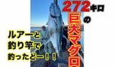暴れ牛のような272キロの巨大マグロを一本釣り!なんと釣り上げたのは埼玉の一般人 | 青森のニュース│ATV NEWS│青森テレビ